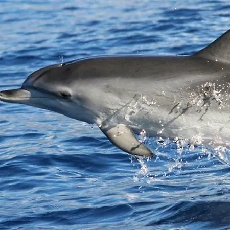 O Cantinho Do Ze Апартаменты Фуншал